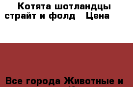 Котята шотландцы страйт и фолд › Цена ­ 4 000 - Все города Животные и растения » Кошки   . Адыгея респ.,Майкоп г.